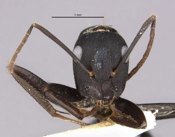Media type: image;   Entomology 29521 Aspect: head frontal view